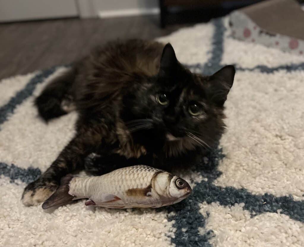 Tortie cat with fish toy