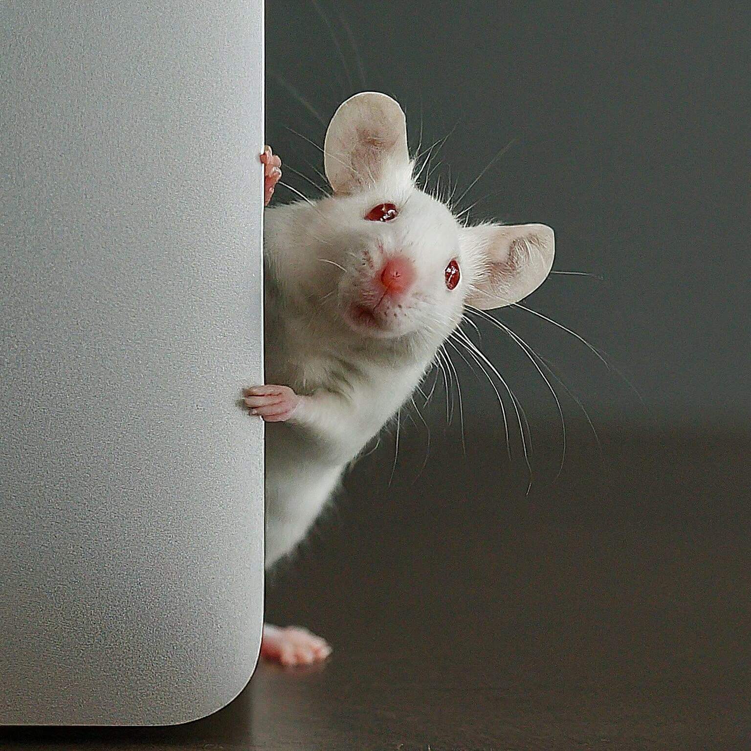 mouse hiding behind a laptop screen